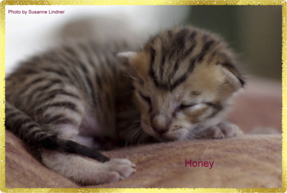 Honey 1 Tag alt