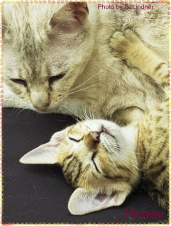 Honey mit Mama 6 Wochen alt