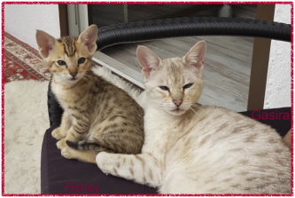 Honey mit Mama 8 Wochen alt