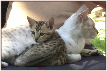Honey mit Mama 8 Wochen alt