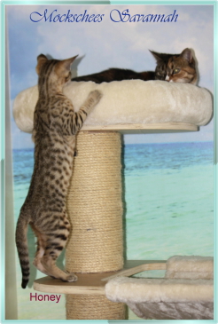 Honey 13 Woche