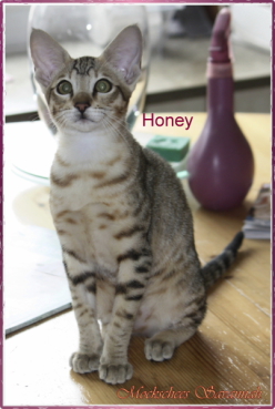 Honey-15-Wo