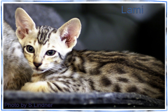 Lamin 8 Wochen alt