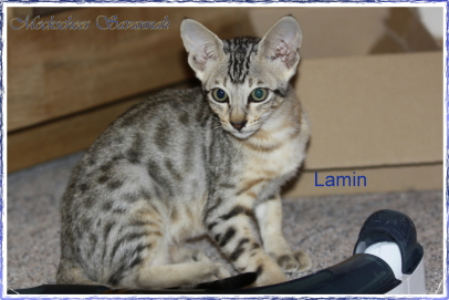 Lamin 13 Wo