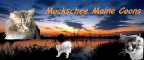 (c) Mockschee.de